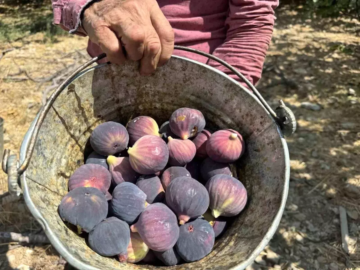 bursa siyah incirinde dusuk rekolte 9C8cje5L.jpg