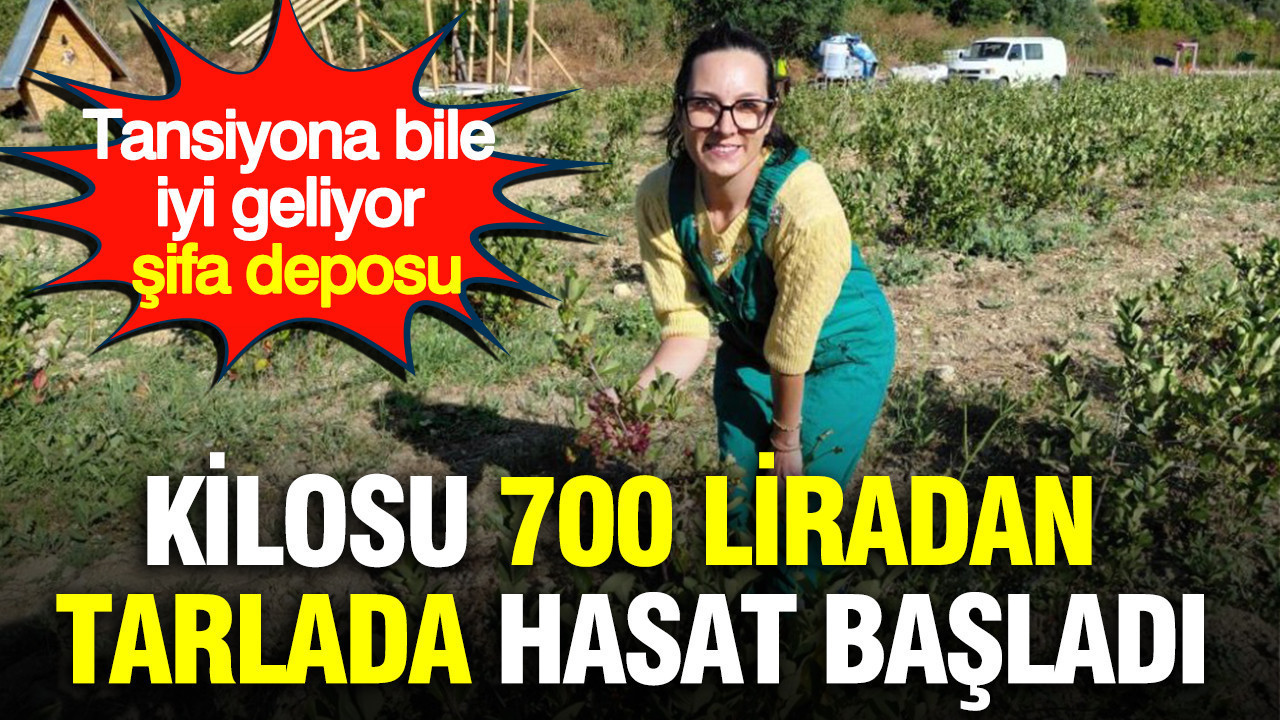 Kilosu 700 liradan tarlada hasat basladi tansiyona bile iyi geliyor sifa deposu ksWn6nwG